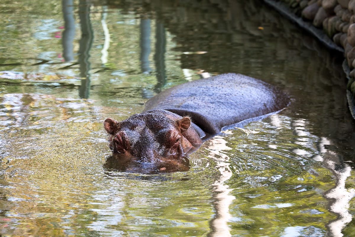 台灣動物園、水族館推薦Top10!逛一整天都不膩,這2026新景點還可互動 台灣動物園、水族館推薦Top10!逛一整天都不膩,這2026新景點還可互動