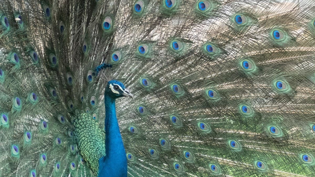 台灣動物園、水族館推薦Top10!逛一整天都不膩,這2026新景點還可互動 台灣動物園、水族館推薦Top10!逛一整天都不膩,這2026新景點還可互動