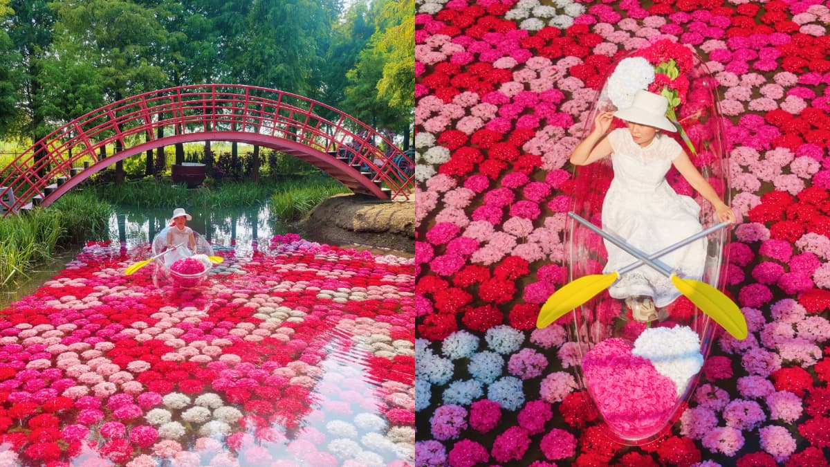 粉紅系花園回歸！落羽松林旁「水上繡球花海」夢幻美拍，坐透明水晶船賞花