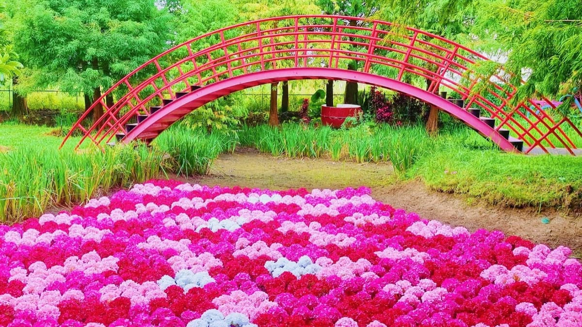 粉紅系花園回歸！落羽松林旁「水上繡球花海」夢幻美拍，坐透明水晶船賞花