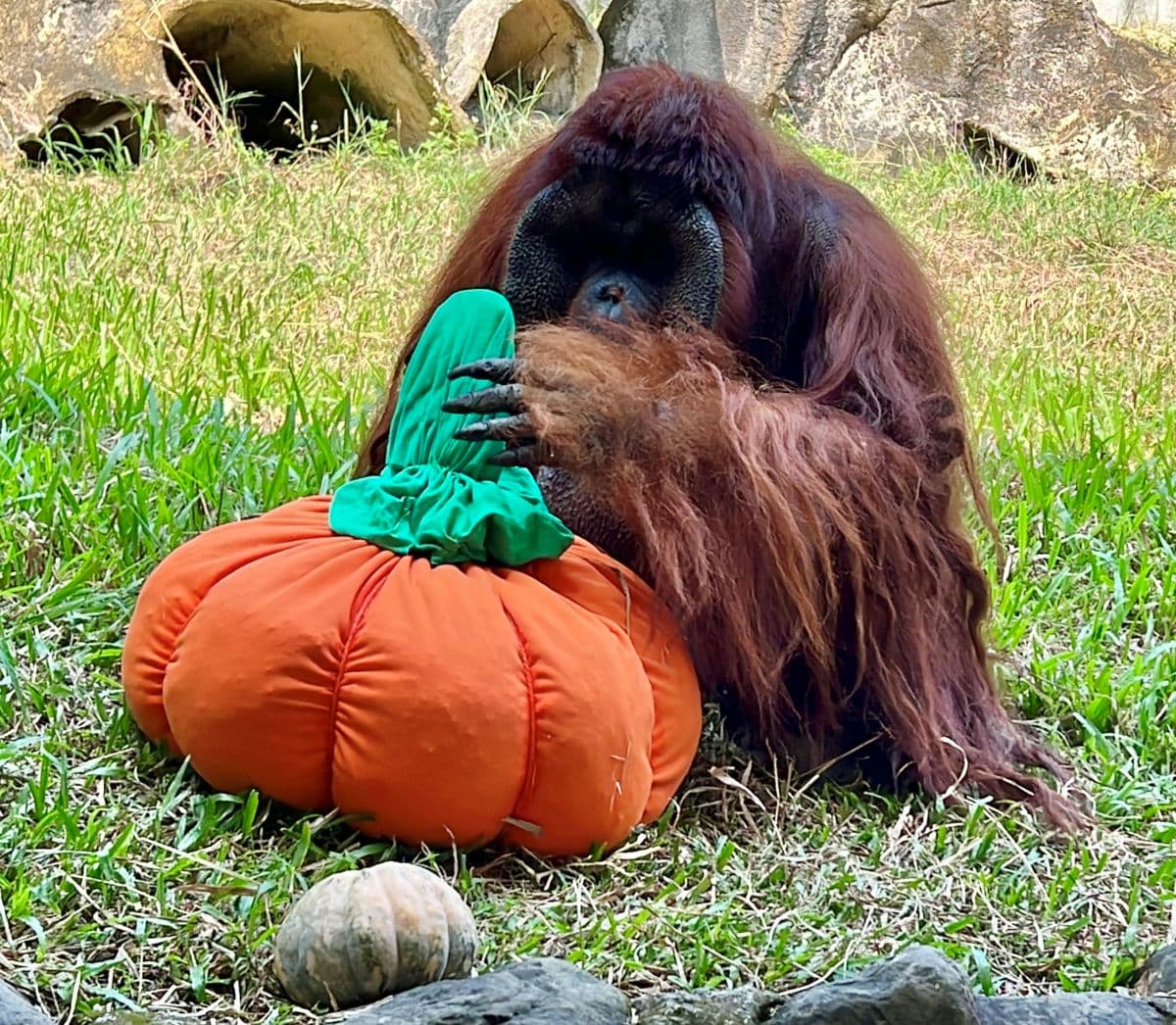 高雄２大動物園「變裝入園」免門票！免費送糖果、小禮物，還有可愛動物遊行