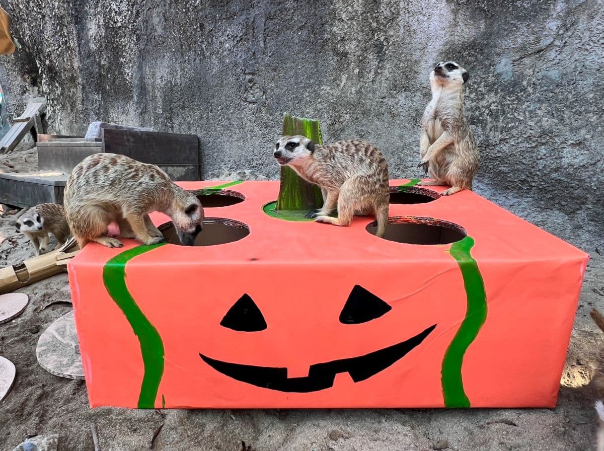 高雄２大動物園「變裝入園」免門票！免費送糖果、小禮物，還有可愛動物遊行