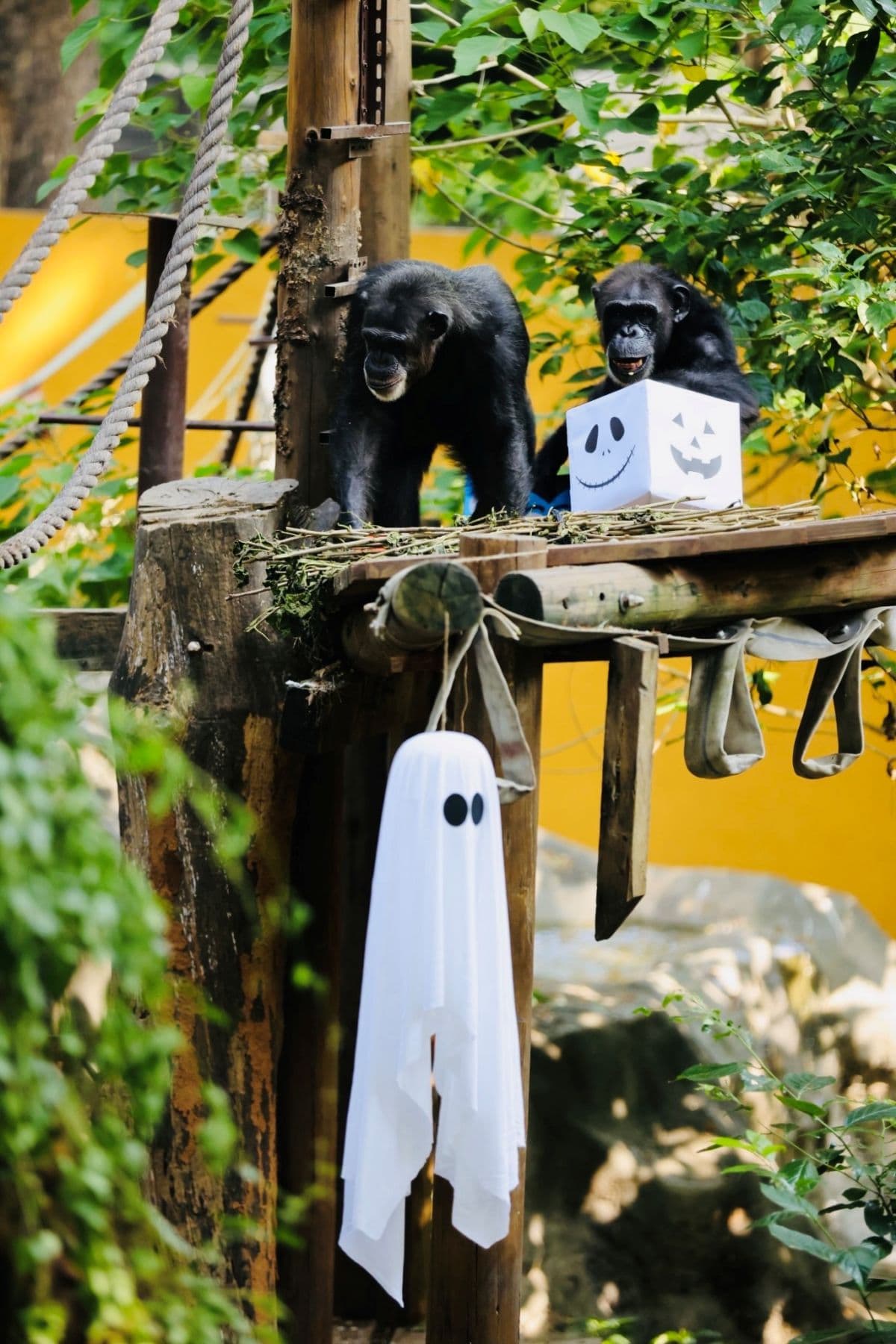 高雄２大動物園「變裝入園」免門票！免費送糖果、小禮物，還有可愛動物遊行