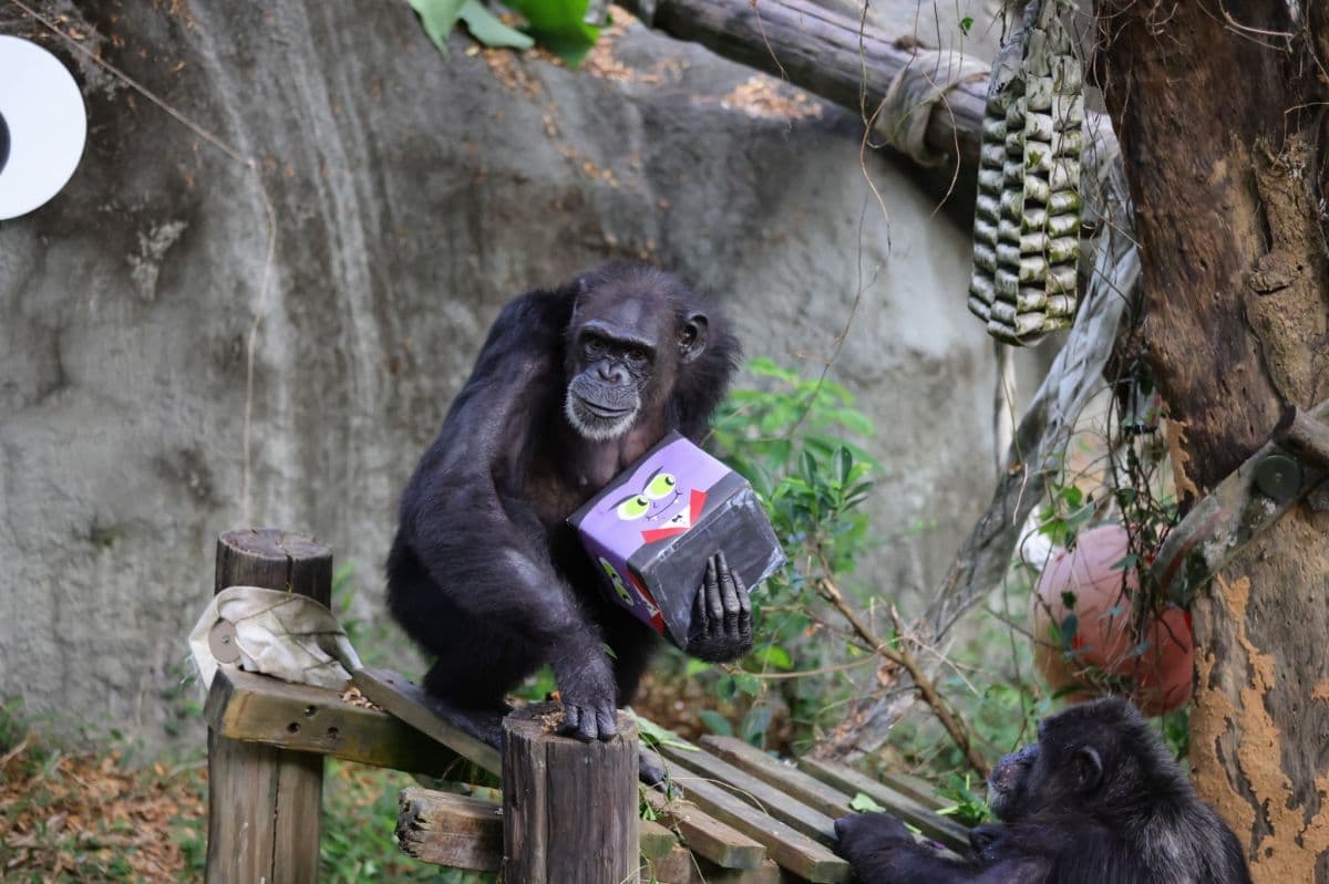 高雄２大動物園「變裝入園」免門票！免費送糖果、小禮物，還有可愛動物遊行