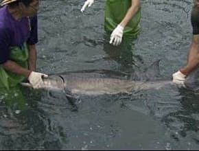 熱血蘭陽之美食黃金傳說