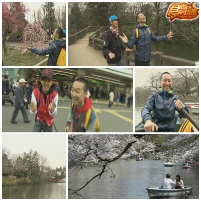 東京限定 天團賞櫻懶人包