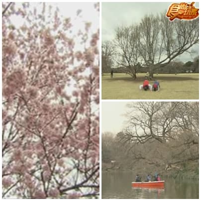 東京限定 天團賞櫻懶人包
