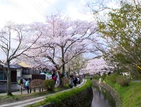 日本櫻花大戰-逐櫻の花跡 第二瓣!!