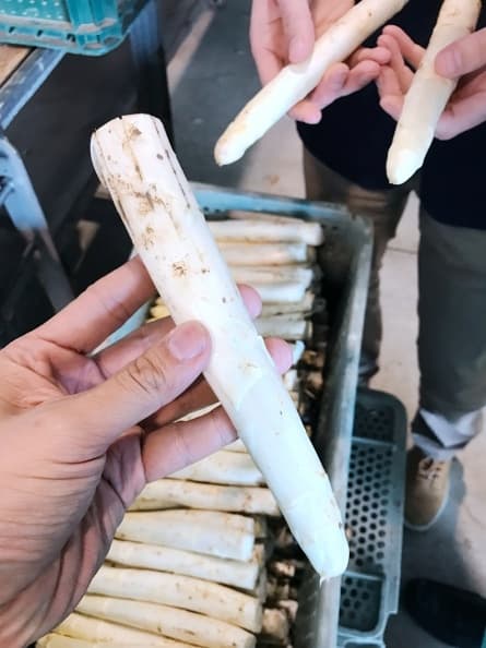 白蘆筍即使做成罐頭也超美味!達人說祕密是…… 5粗壯的白蘆筍.JPG