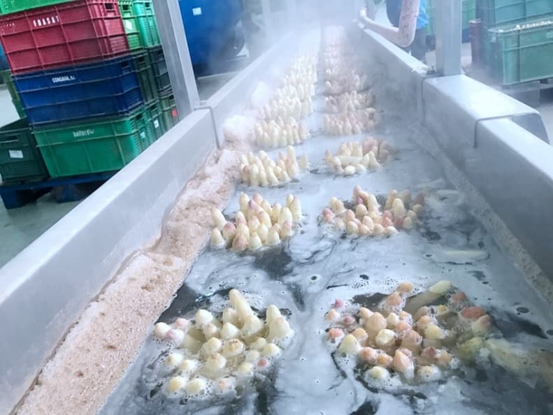 白蘆筍即使做成罐頭也超美味!達人說祕密是…… 9烹煮莖幹中的白蘆筍.JPG
