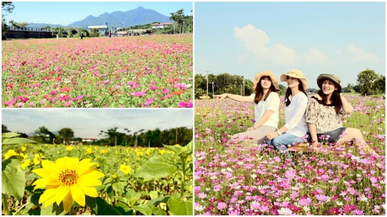 夢幻波斯菊!台北最大「關渡秘境」萬坪花海免費拍