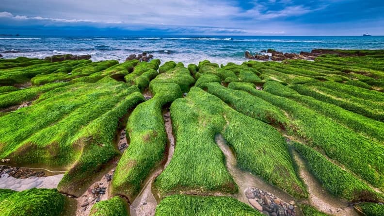 披上綠色薄紗!北海岸「老梅綠石槽」季節限定,絕美海景現身