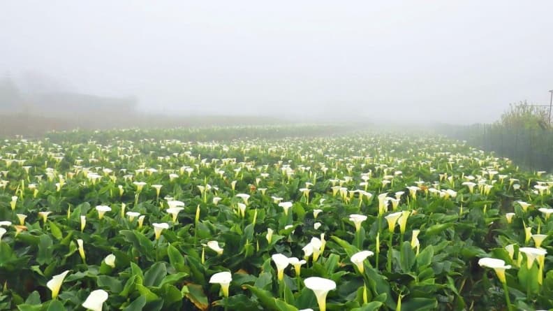 純白海芋全開了!2019「竹子湖海芋季」登場,雲霧繚繞如仙境