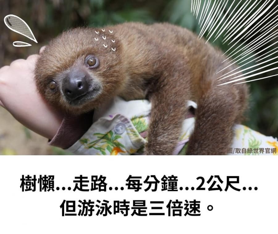 樹懶居然能快轉3倍速、狒狒認子有超能力!你意想不到的6種動物冷知識 樹懶居然能快轉3倍速、狒狒認子有超能力!你意想不到的6種動物冷知識