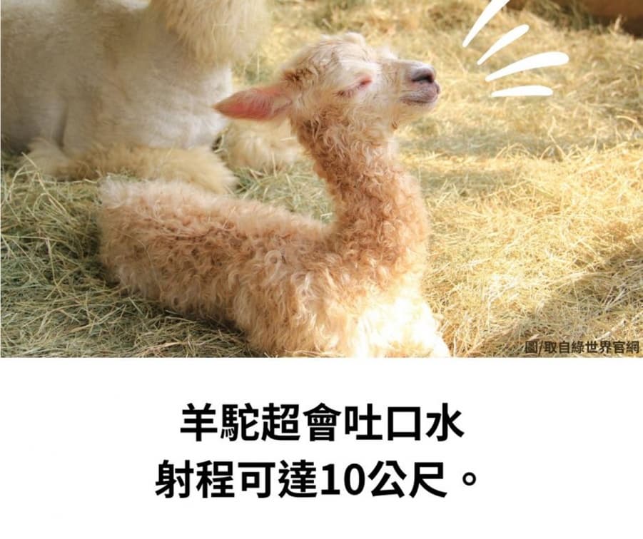 樹懶居然能快轉3倍速、狒狒認子有超能力!你意想不到的6種動物冷知識 樹懶居然能快轉3倍速、狒狒認子有超能力!你意想不到的6種動物冷知識