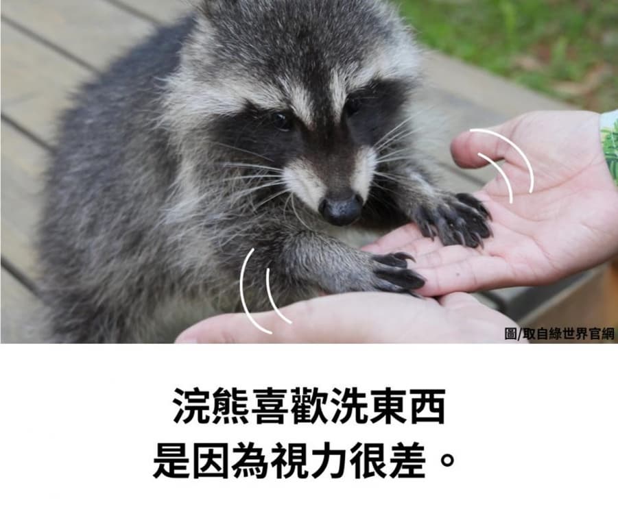 樹懶居然能快轉3倍速、狒狒認子有超能力!你意想不到的6種動物冷知識 樹懶居然能快轉3倍速、狒狒認子有超能力!你意想不到的6種動物冷知識
