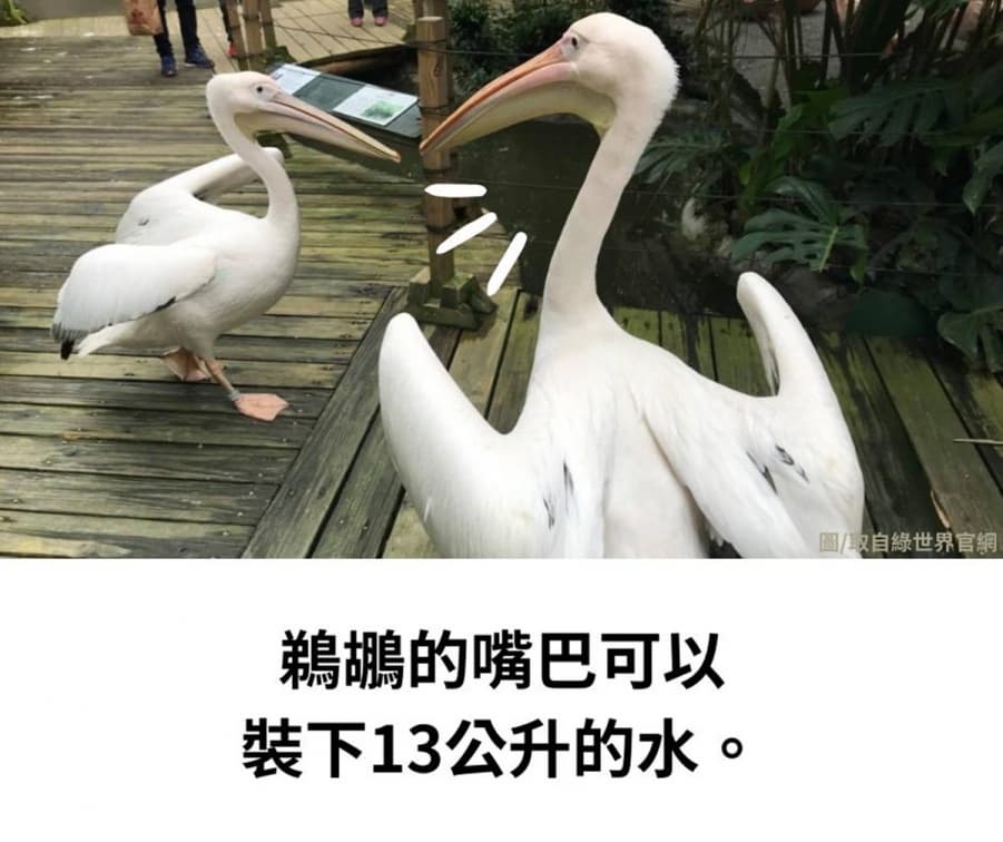 樹懶居然能快轉3倍速、狒狒認子有超能力!你意想不到的6種動物冷知識 樹懶居然能快轉3倍速、狒狒認子有超能力!你意想不到的6種動物冷知識