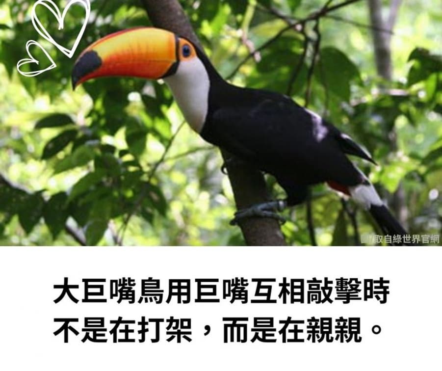 樹懶居然能快轉3倍速、狒狒認子有超能力!你意想不到的6種動物冷知識 樹懶居然能快轉3倍速、狒狒認子有超能力!你意想不到的6種動物冷知識