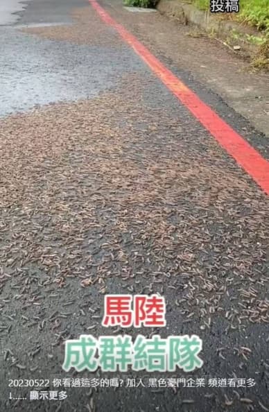 馬陸大軍路上蠕動亂竄!網友嚇喊「大地震前兆」,專家:1原因誘使出土避難 馬陸大軍路上蠕動亂竄!網友嚇喊「大地震前兆」,專家:1原因誘使出土避難