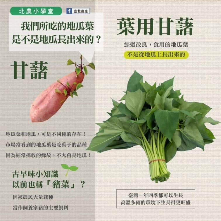 地瓜葉竟然不是地瓜的葉子!醫師揭「豬菜」真實身世,加碼曝多吃4大好處 地瓜葉竟然不是地瓜的葉子!醫師揭「豬菜」真實身世,加碼曝多吃4大好處