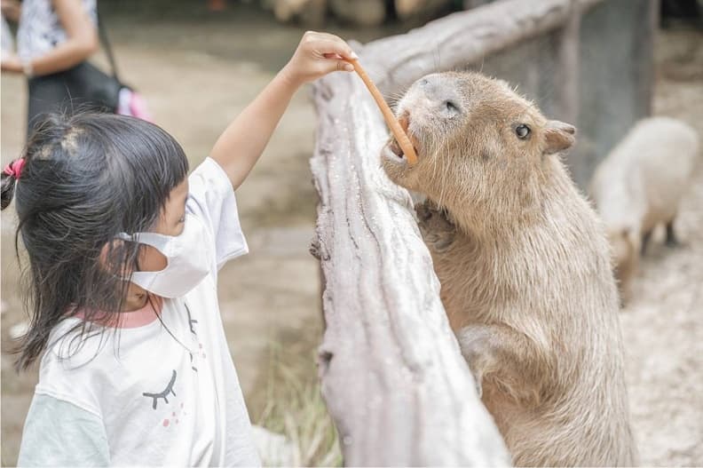 亞洲最大野生動物園!被稱為「動物界迪士尼」,必體驗「餵小老虎喝奶」萌爆 亞洲最大野生動物園!被稱為「動物界迪士尼」,必體驗「餵小老虎喝奶」萌爆