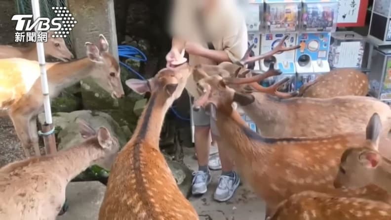 去日本奈良公園別摸鹿!小心被蜱蟲叮咬,專家:輕則皮膚紅腫、重可致死 去日本奈良公園別摸鹿!小心被蜱蟲叮咬,專家:輕則皮膚紅腫、重可致死