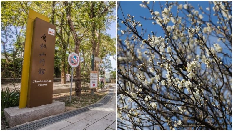 愈冷愈開花!網友最愛全台5大賞梅景點,台中「梅花森林」走花海隧道 愈冷愈開花!網友最愛全台5大賞梅景點,台中「梅花森林」走花海隧道