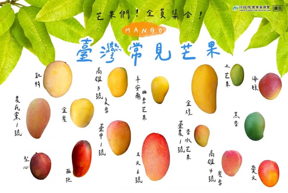 網友最愛芒果品種Top 10!「夏雪」被封芒果界LV,「第1名」還外銷日韓港 網友最愛芒果品種Top 10!「夏雪」被封芒果界LV,「第1名」還外銷日韓港