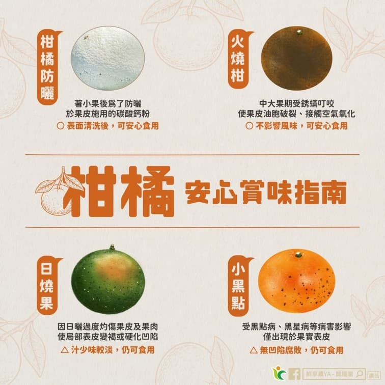橘子皮有白粉、黑點還能吃嗎?農糧署給答案,加碼曝挑選、保存方法 橘子皮有白粉、黑點還能吃嗎?農糧署給答案,加碼曝挑選、保存方法