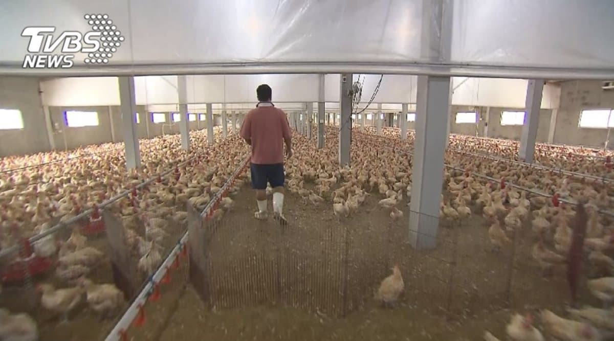 養雞職人千萬打造智慧雞舍 「養」出頂級滴雞精 養雞職人千萬打造智慧雞舍 「養」出頂級滴雞精