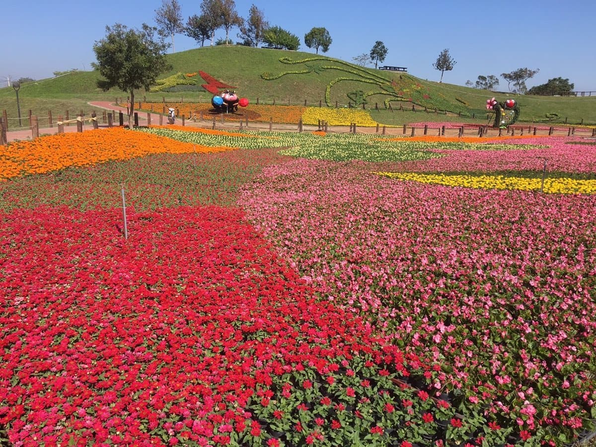 周末到「花毯節」踩點!22公頃、超過10萬株花草爭艷 周末到「花毯節」踩點!22公頃、超過10萬株花草爭艷