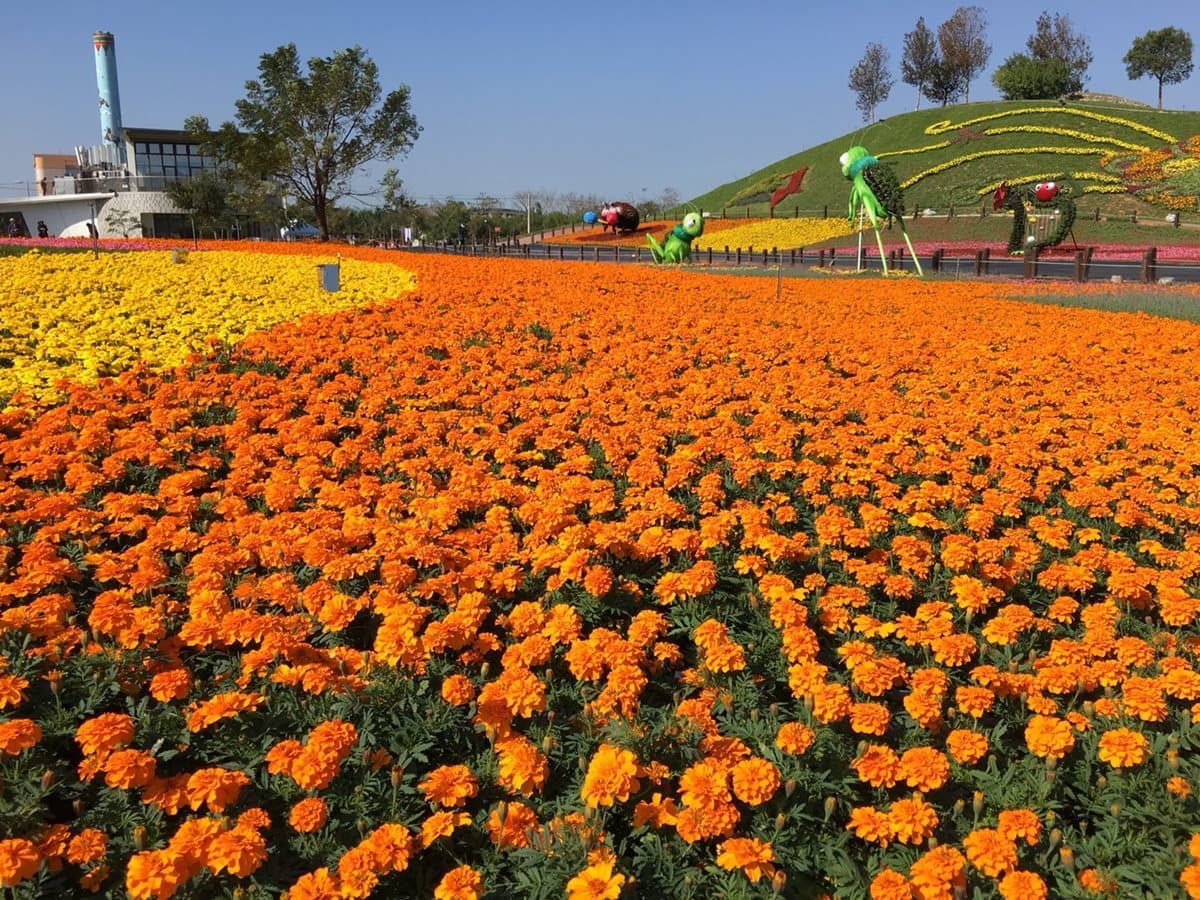 周末到「花毯節」踩點!22公頃、超過10萬株花草爭艷 周末到「花毯節」踩點!22公頃、超過10萬株花草爭艷