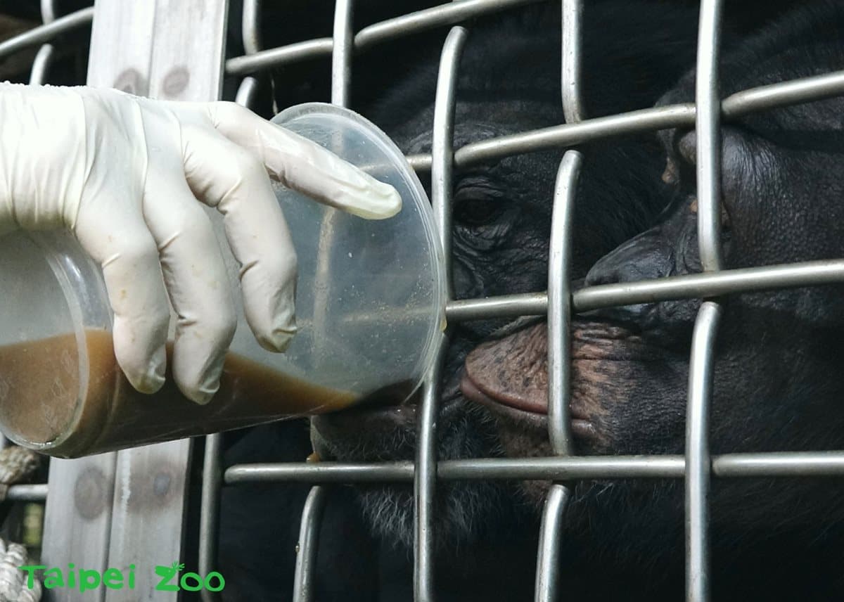 動物園過耶誕!新生寶寶初報到,動物保暖出奇招! 動物園過耶誕!新生寶寶初報到,動物保暖出奇招!