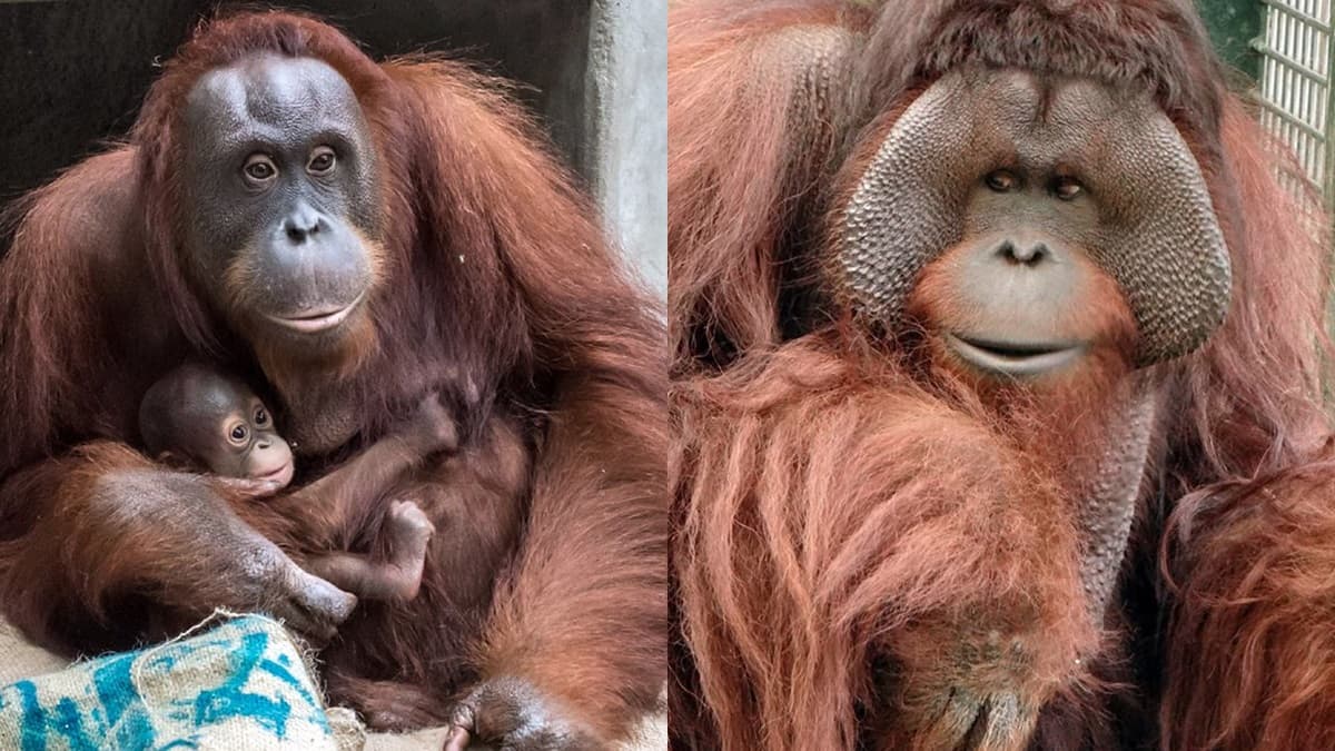 動物園過耶誕!新生寶寶初報到,動物保暖出奇招! 動物園過耶誕!新生寶寶初報到,動物保暖出奇招!