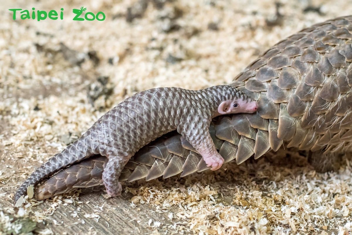 動物園過耶誕!新生寶寶初報到,動物保暖出奇招! 動物園過耶誕!新生寶寶初報到,動物保暖出奇招!