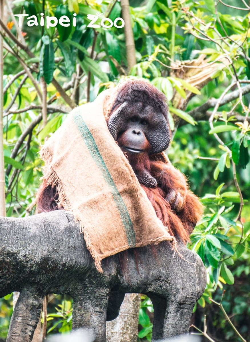 動物園過耶誕!新生寶寶初報到,動物保暖出奇招! 動物園過耶誕!新生寶寶初報到,動物保暖出奇招!