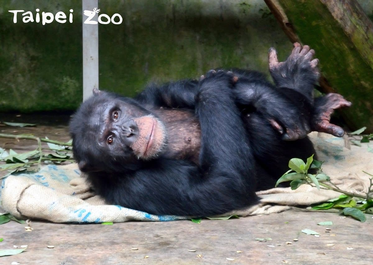 動物園過耶誕!新生寶寶初報到,動物保暖出奇招! 動物園過耶誕!新生寶寶初報到,動物保暖出奇招!