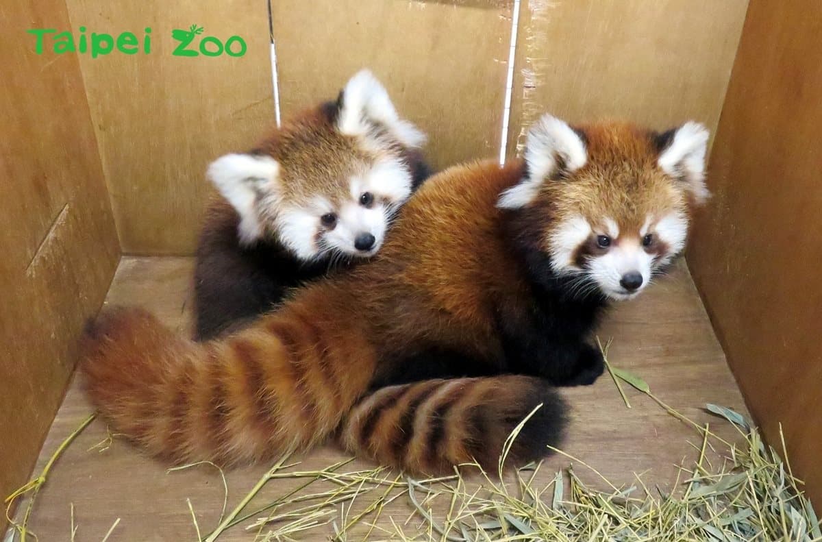 動物園過耶誕!新生寶寶初報到,動物保暖出奇招! 動物園過耶誕!新生寶寶初報到,動物保暖出奇招!