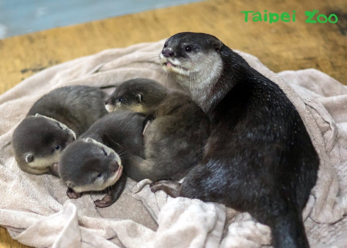 動物園過耶誕!新生寶寶初報到,動物保暖出奇招! 動物園過耶誕!新生寶寶初報到,動物保暖出奇招!