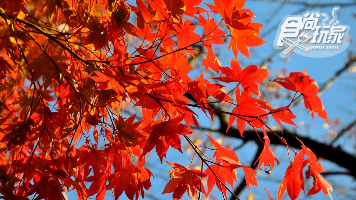 楓葉紅了!連假小旅行,深入4祕境捕捉火紅美景