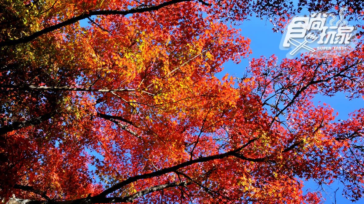楓葉紅了!連假小旅行,深入4祕境捕捉火紅美景 楓葉紅了!連假小旅行,深入4祕境捕捉火紅美景