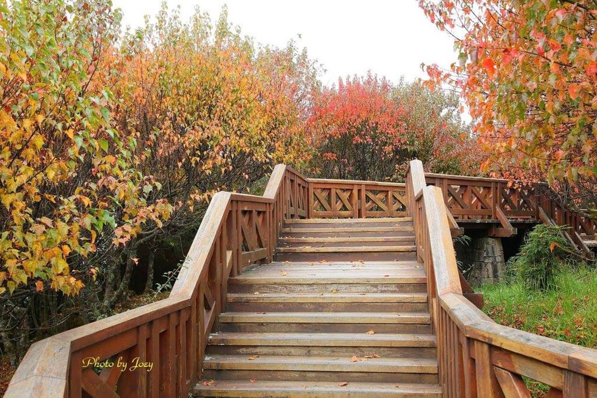 楓葉紅了!連假小旅行,深入4祕境捕捉火紅美景 楓葉紅了!連假小旅行,深入4祕境捕捉火紅美景