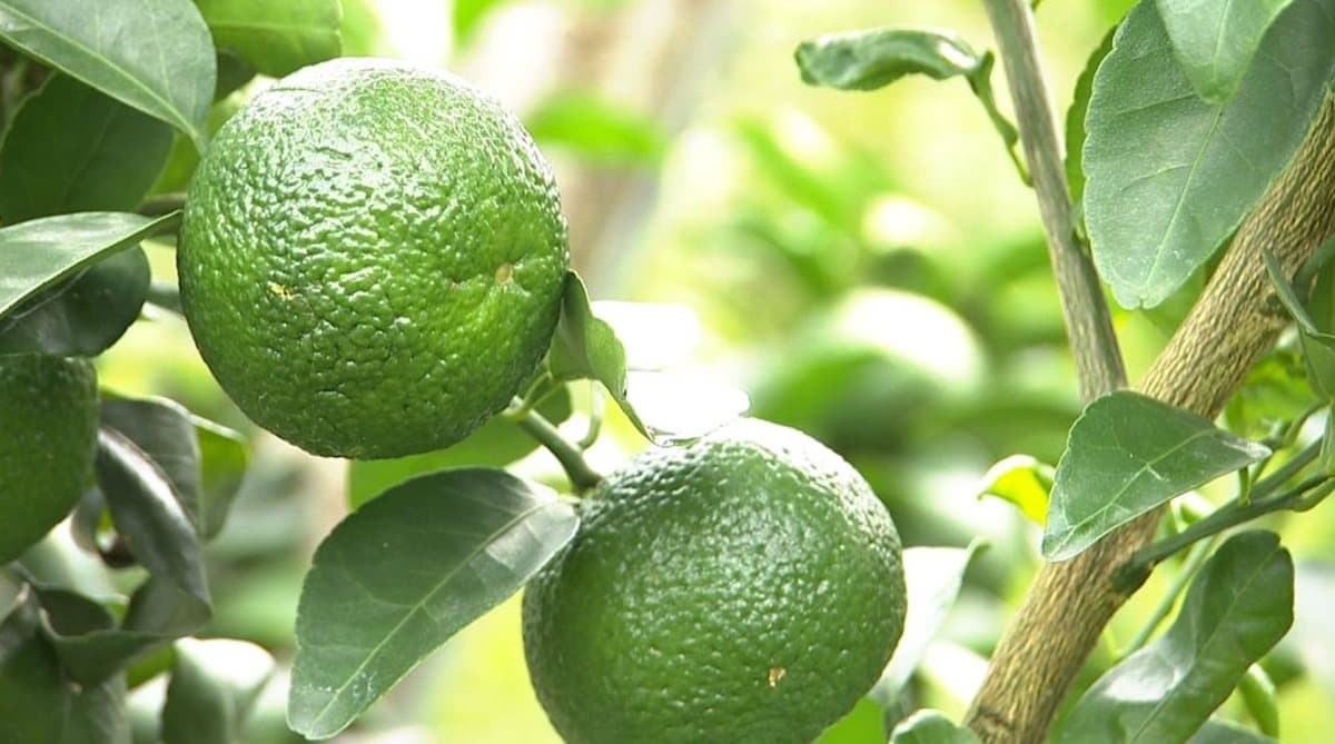 超甜橘子自己採 還可以DIY金棗蜜餞 超甜橘子自己採 還可以DIY金棗蜜餞