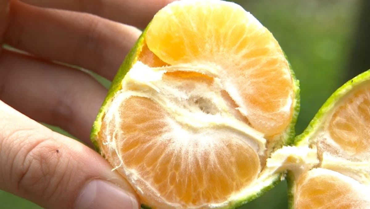 超甜橘子自己採 還可以DIY金棗蜜餞 超甜橘子自己採 還可以DIY金棗蜜餞