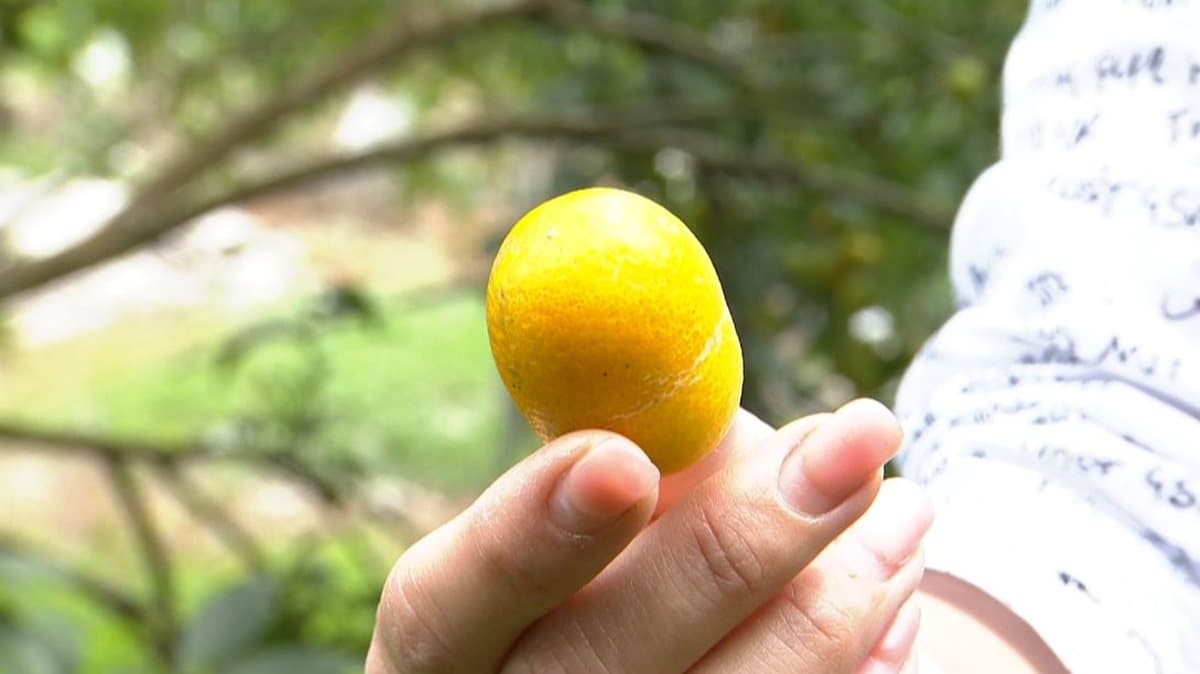 超甜橘子自己採 還可以DIY金棗蜜餞 超甜橘子自己採 還可以DIY金棗蜜餞