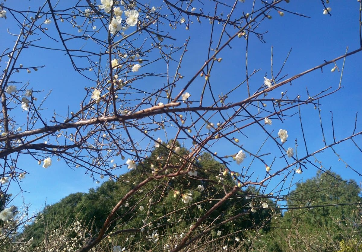 溫泉區再添一處!泡湯、賞梅花還可走新吊橋 溫泉區再添一處!泡湯、賞梅花還可走新吊橋