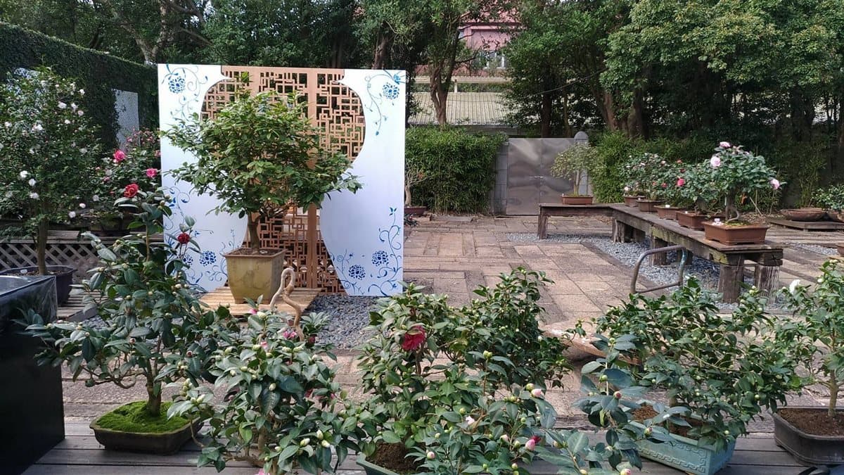 茶花開了!10天限定數千棵優雅爭豔 茶花開了!10天限定數千棵優雅爭豔