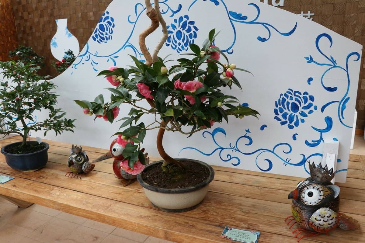 茶花開了!10天限定數千棵優雅爭豔 茶花開了!10天限定數千棵優雅爭豔