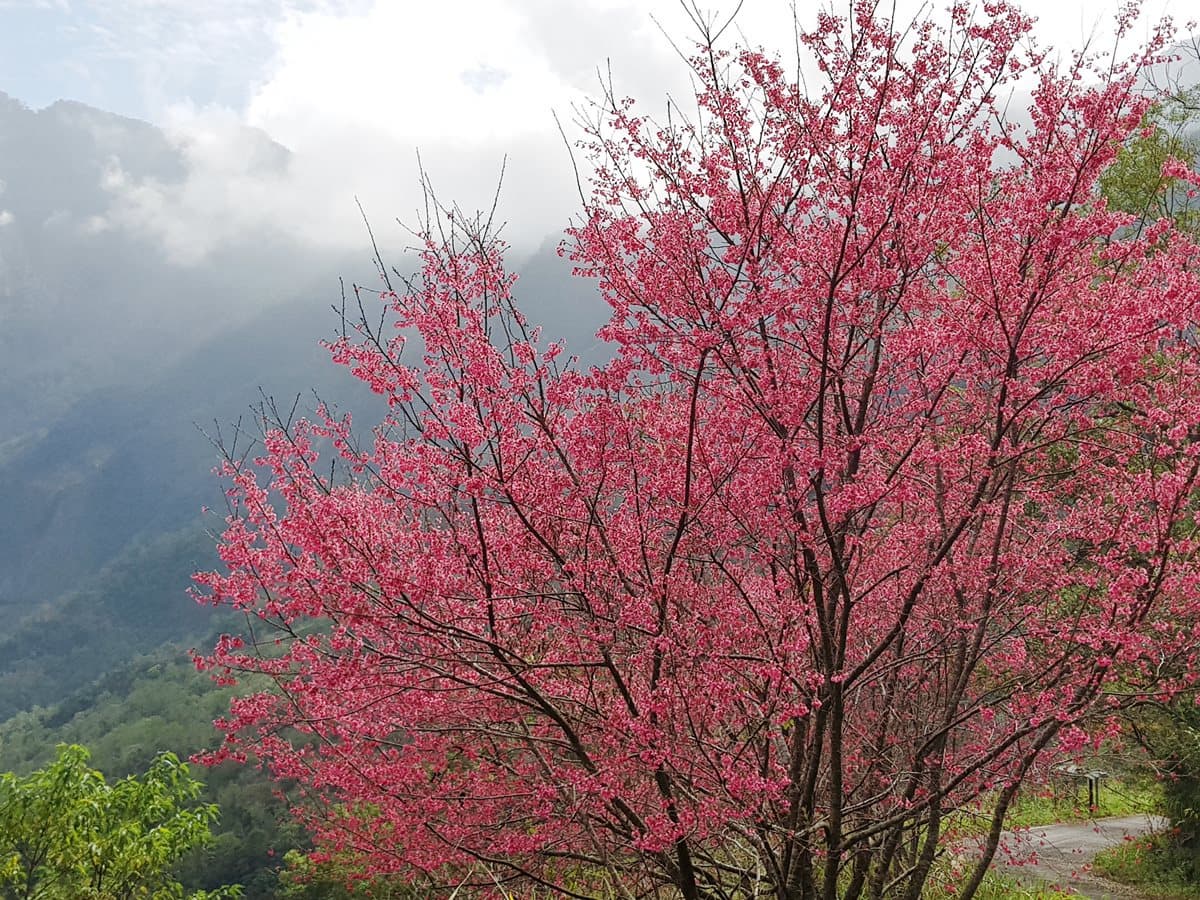 「櫻花王」駕到!桃紅山櫻花綻放快門按到手軟 「櫻花王」駕到!桃紅山櫻花綻放快門按到手軟