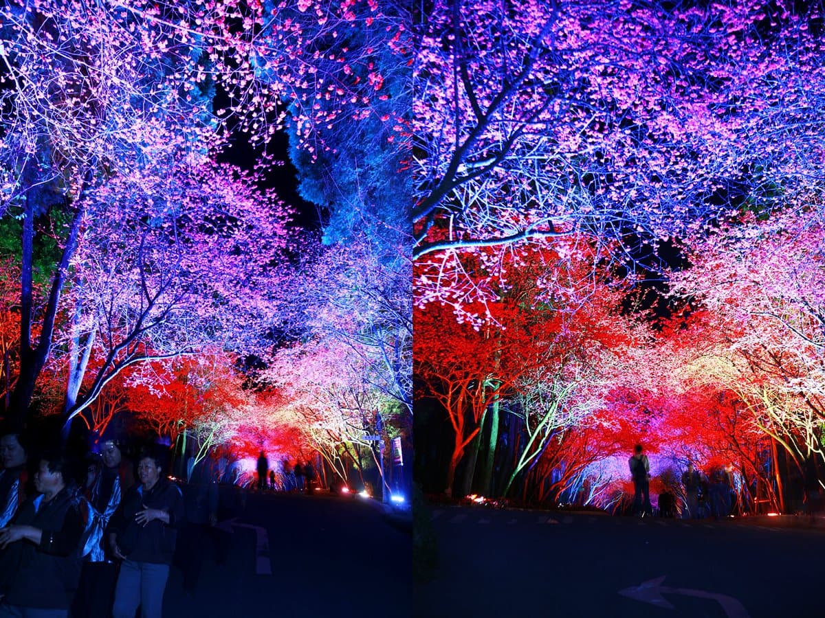 免飛日本!台灣這3處「夜櫻」超夢幻 免飛日本!台灣這3處「夜櫻」超夢幻